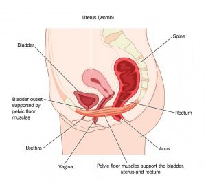 Diagram of the Pelvic Floor muscles
